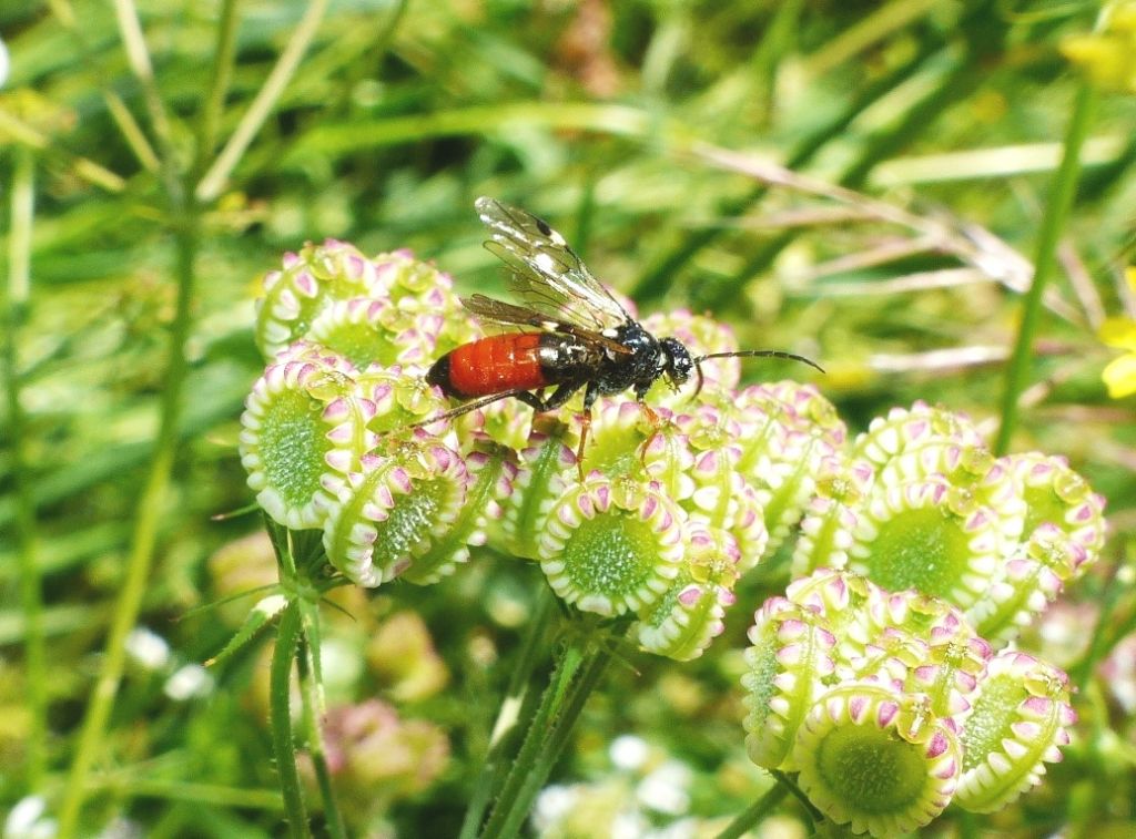 Tenthredopsis?
